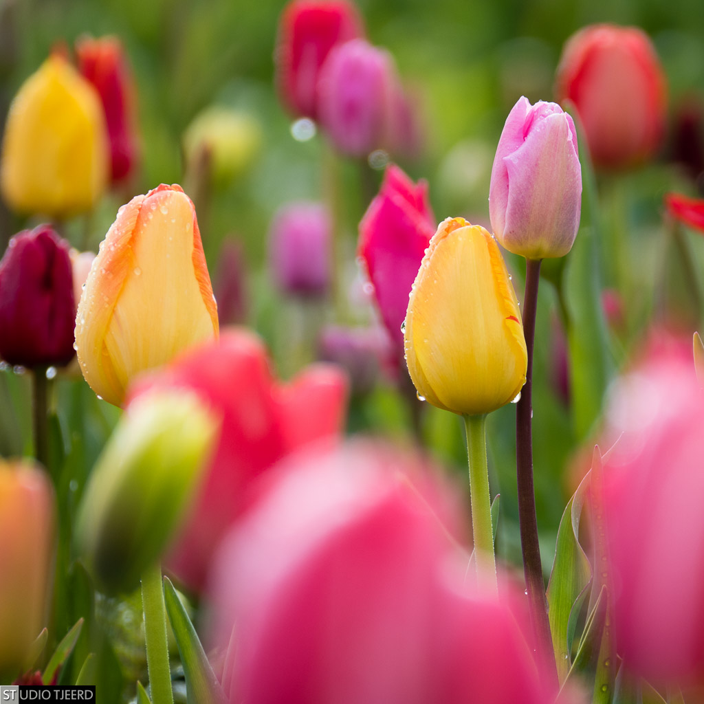 Foto gemaakt in Hannekes Pluktuin, Biddinghuizen
