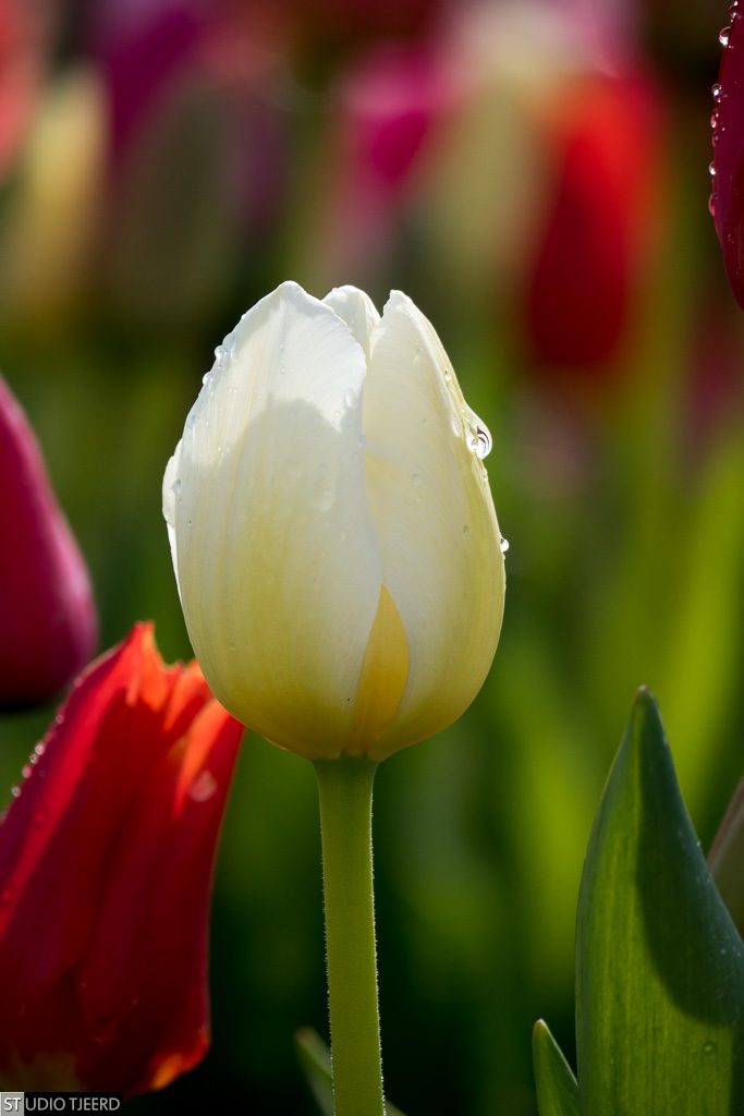 Foto gemaakt in Hannekes Pluktuin, Biddinghuizen